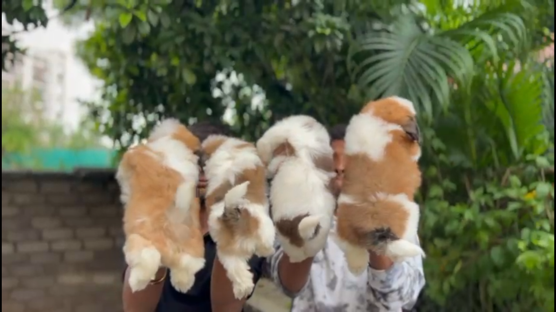 Shih Tzu